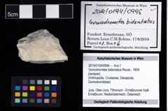 Foto (Objekt + Etikett) von Goniodromites bidentatus (Reuss, 1859)  (NHMW-GEO-2014-0194-0996)